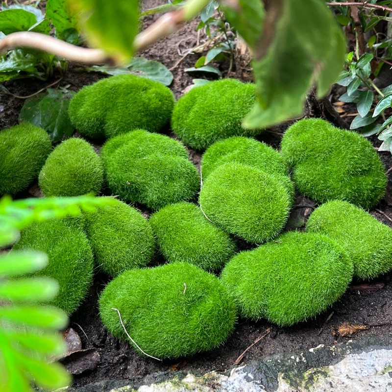 5/30pcs Simulation Moss Stone  - огляд і ціна Sphagnum Moss Dry