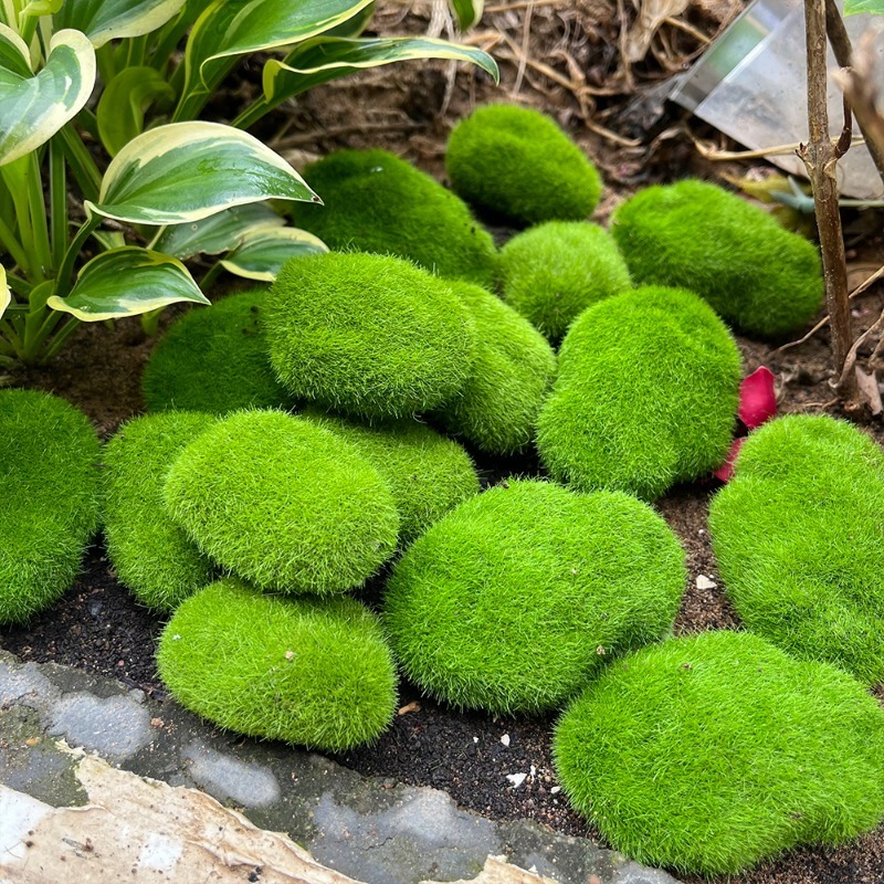 5/30pcs Simulation Moss Stone  - огляд і ціна Sphagnum Moss Dry
