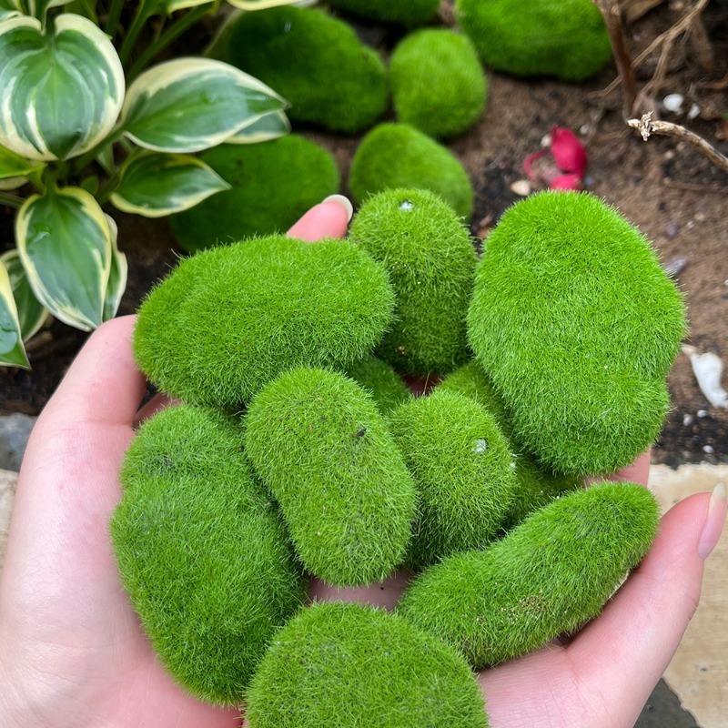 5/30pcs Simulation Moss Stone  - огляд і ціна Sphagnum Moss Dry
