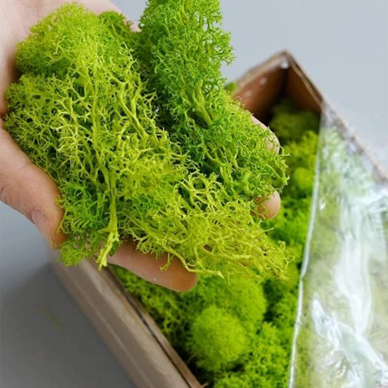 100/200/500g Eternal Life Moss - огляд і ціна Sphagnum Moss Dry