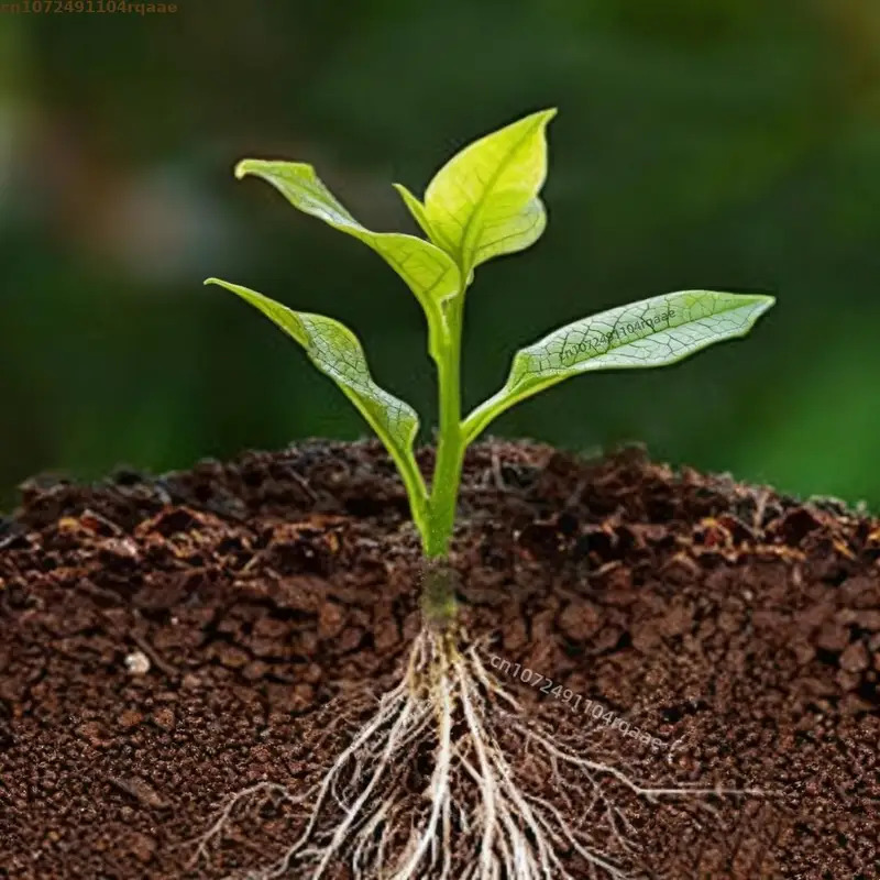 Plant Rooting Powder Indole Bu - огляд і ціна Rooting Hormone Powder