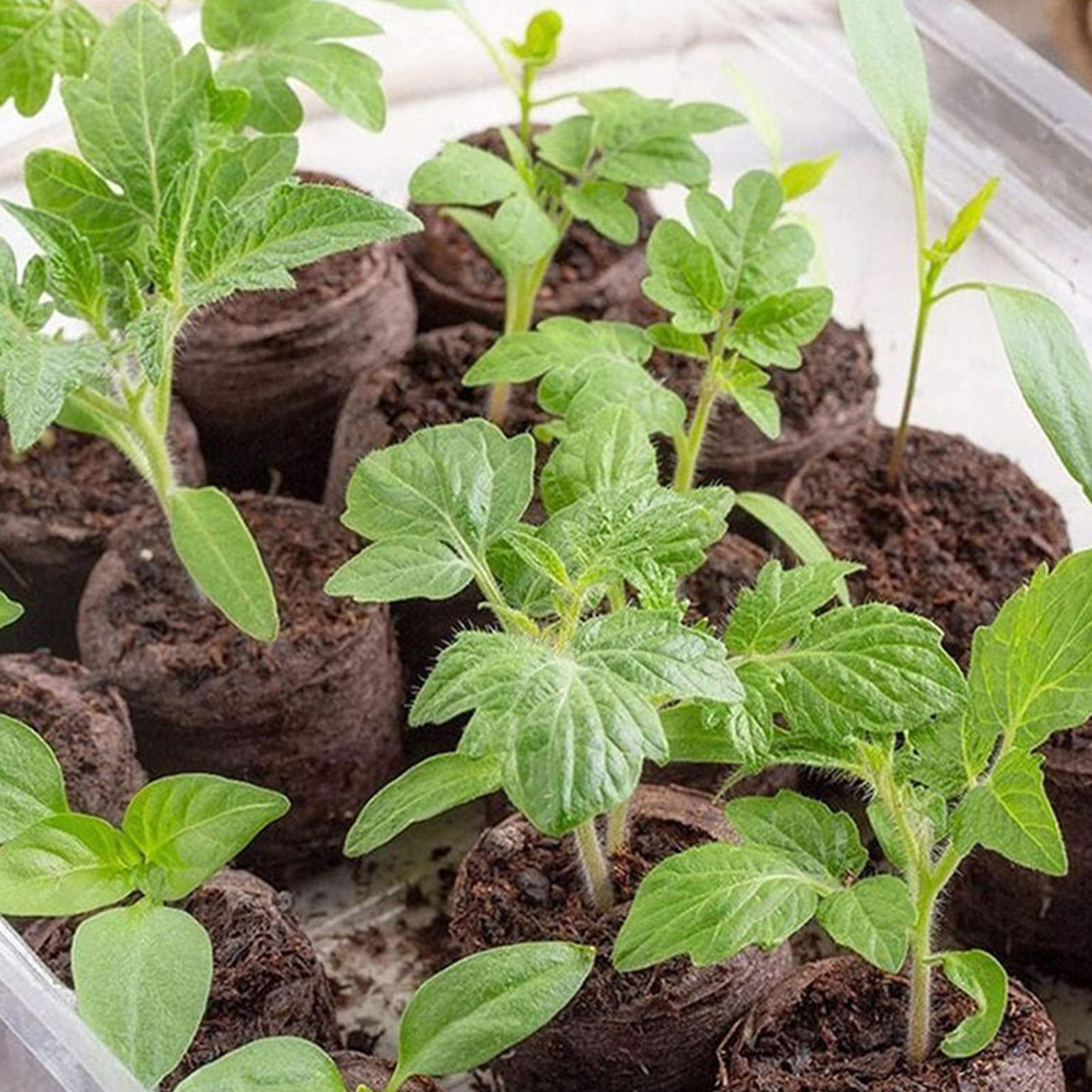 100 Piece Potting Mix Trays 30 - огляд і ціна Peat Pellet Tray