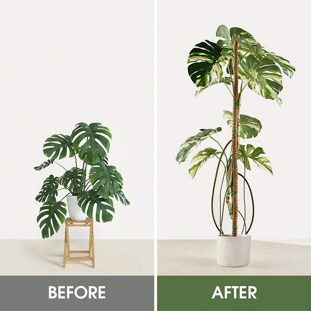 Moss Pole for Plants Monstera  - огляд і ціна Sphagnum Moss Dry