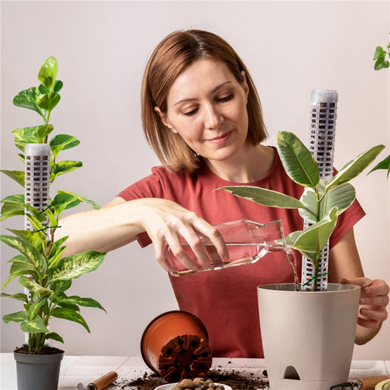 Plant Climbing Column Sphagnum - огляд і ціна Sphagnum Moss Dry